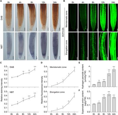 Effect of Waterlogging-Induced Autophagy on Programmed Cell Death in Arabidopsis Roots